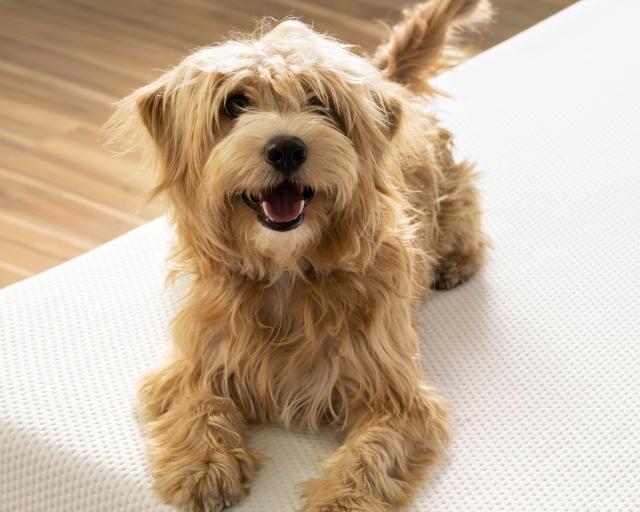 A dog on a Purple mattress 